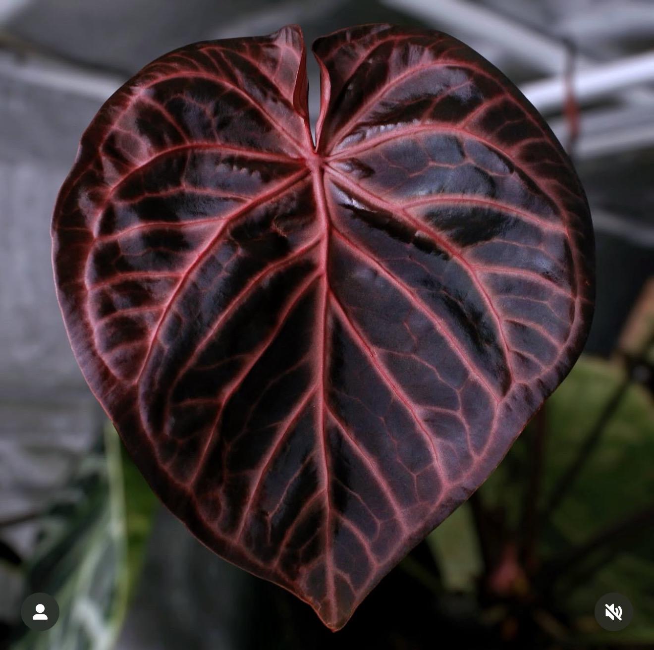 SKG Pink Lemonade x (SKG Grey x Z&M) *Select* – Jiggy Plant Guy