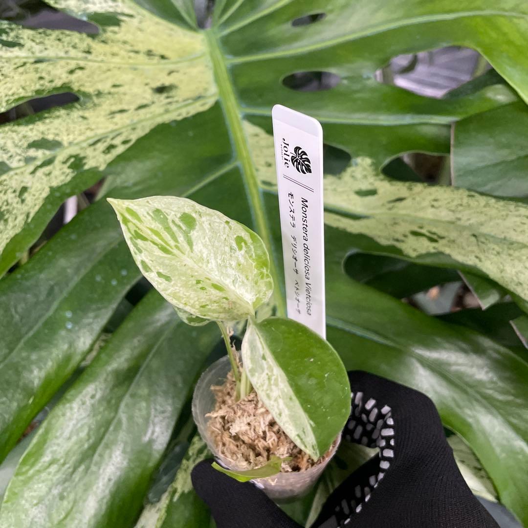 モンステラ デリシオーサ ベトシオーサ – JolieNursery