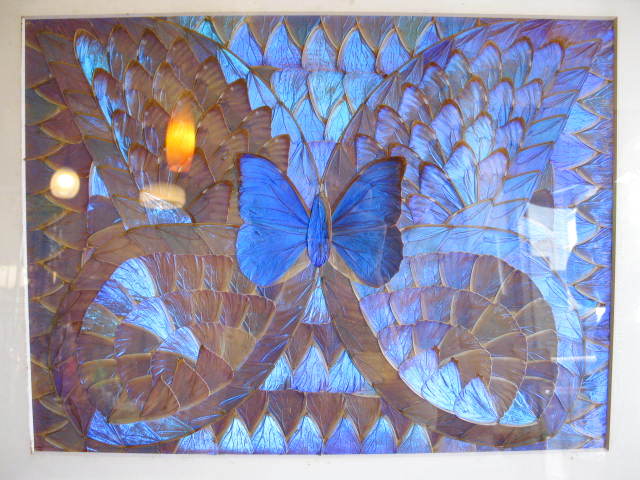 ブルーモルフォ◇青い蝶◇蝶画◇標本◇羽細工◇額入り - カバシマヤ