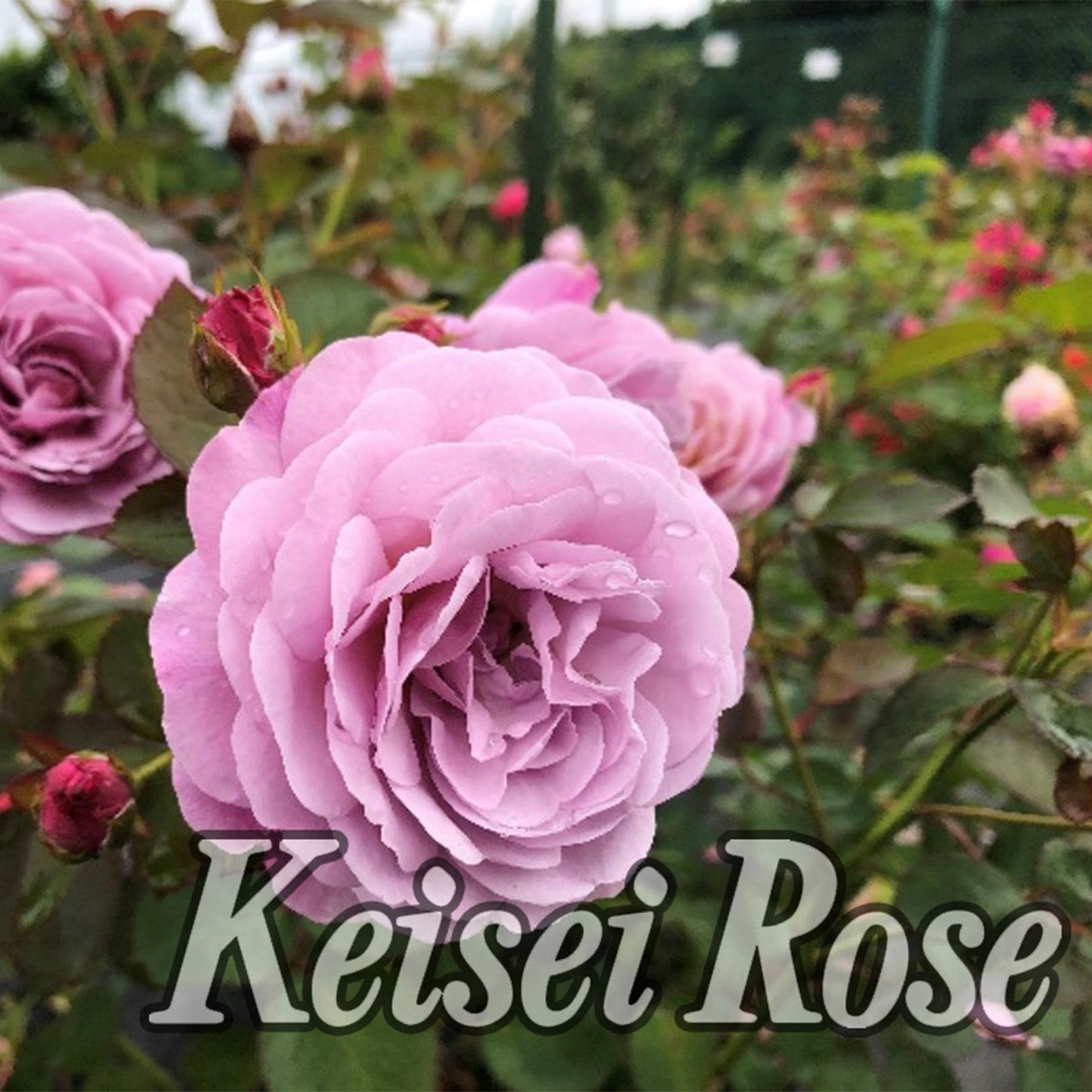 000000007300-01-l.jpg?t=