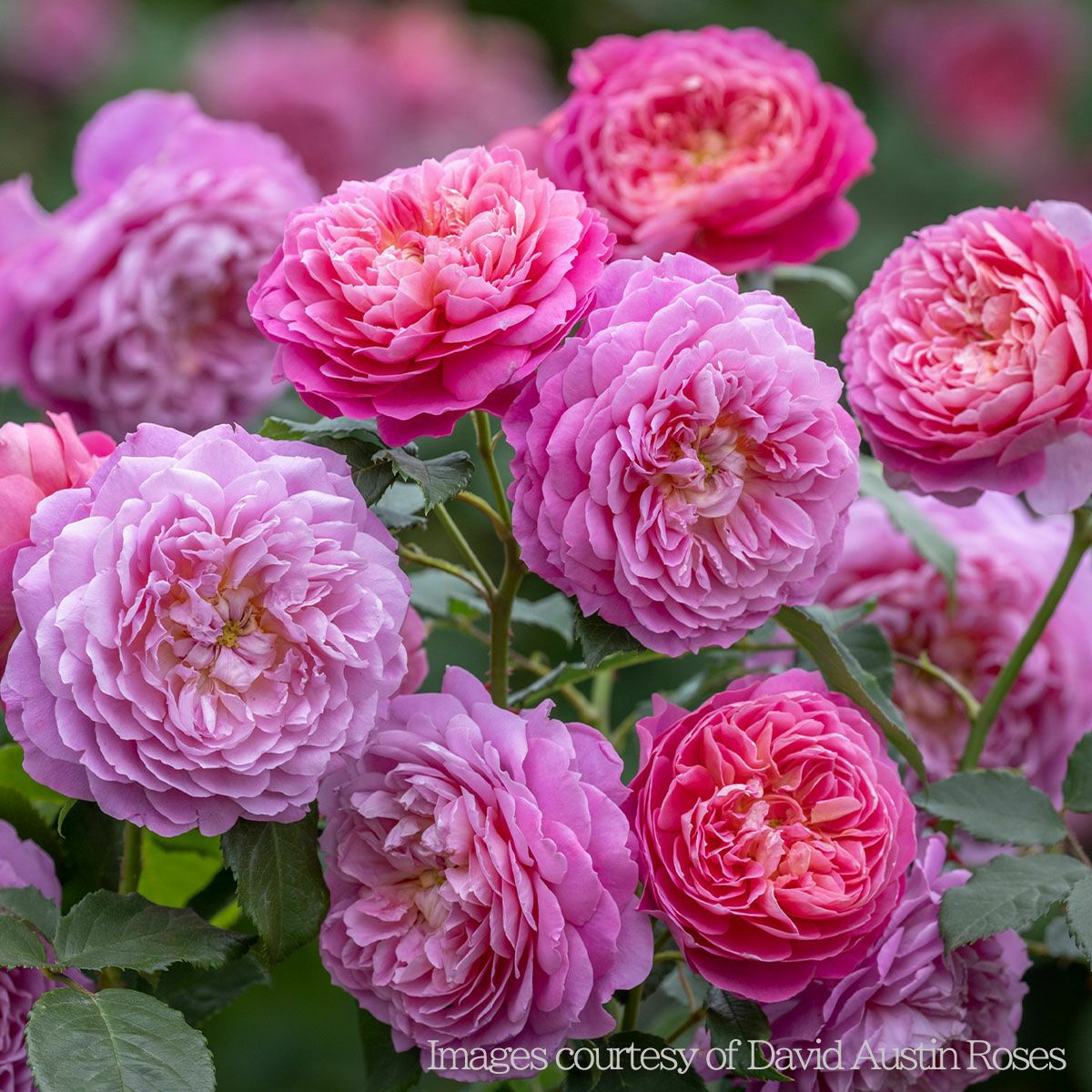 木立・中型のバラ60～120cm｜バラと庭あそび京阪園芸公式ショップ 通販