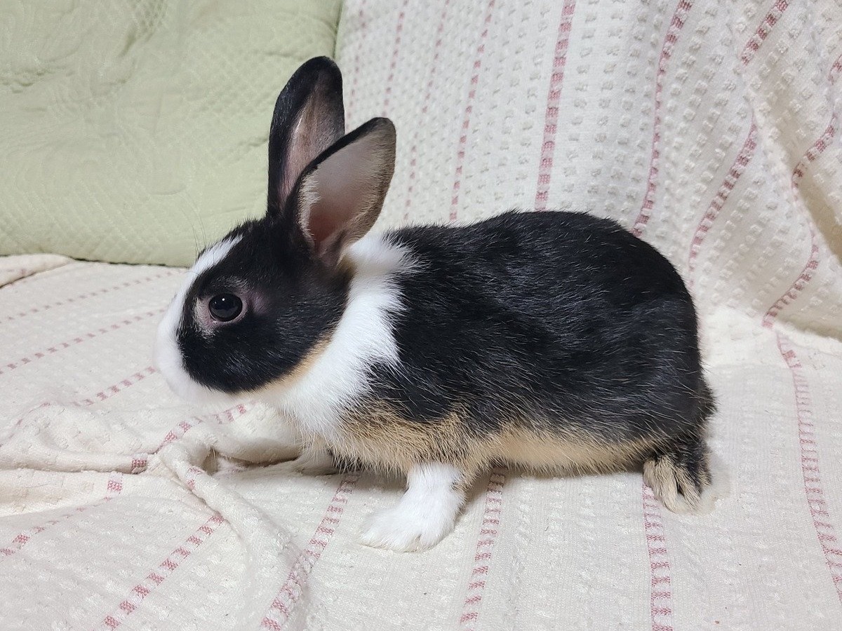 11/24）保護うさぎさんに逢おうの会in葛飾（東京） | for the RABBIT別館