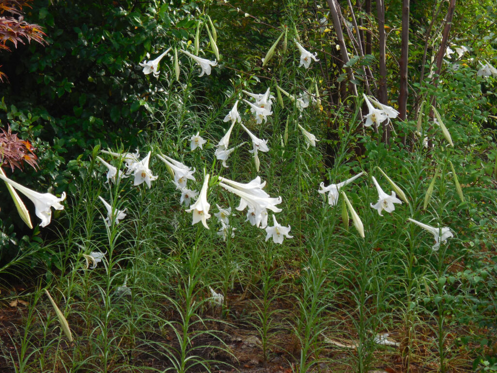 まろん通信Vol.3017 街なかの花々 タカサゴユリ | まろん通信