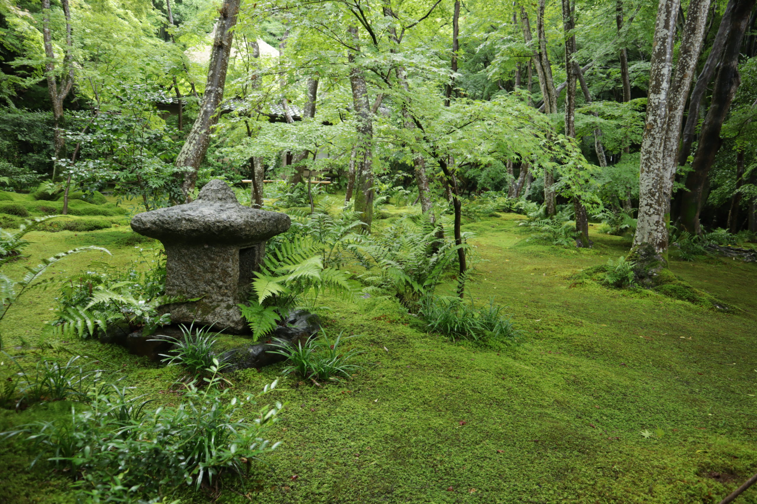 苔の小径へ（祇王寺：京都） | 苔の小径を悠々と