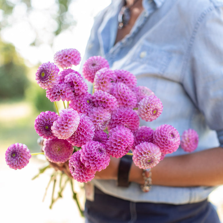 Dahlia Zippity Do Da – Floret Library