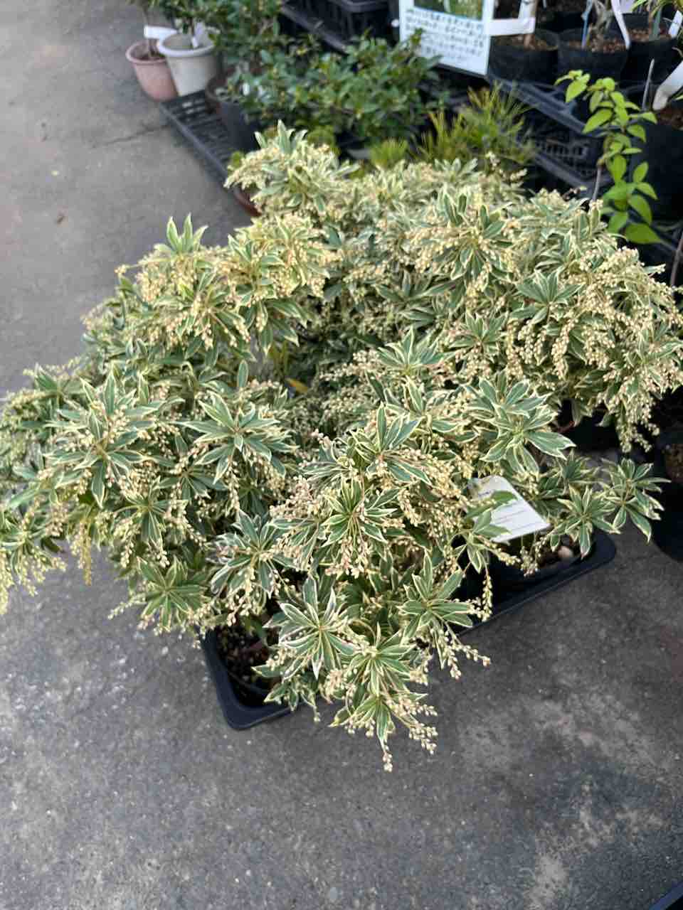 斑入りアセビ【ホワイトリム】入荷 南坊園一宮市 : 南坊園のブログ