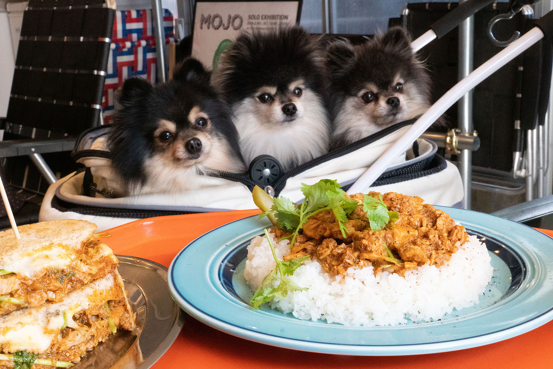 店内わんこOK】鳥屋野潟公園近く、The CHEAT DAY : 黒ぽめ！あんこと