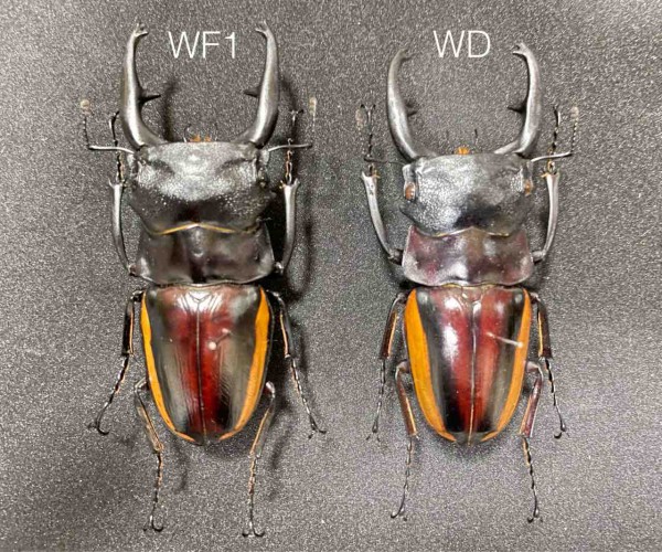 スティーブンスツヤクワガタ (duivenbodei) 飼育記 と レコード報告
