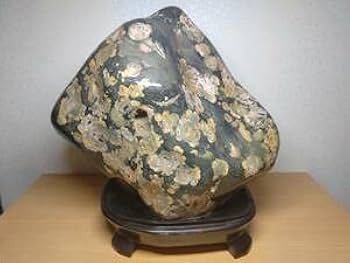 Amazon.co.jp: 大型 22.8kg 梅花石 鑑賞石 花紋石 菊花石 水石 原石