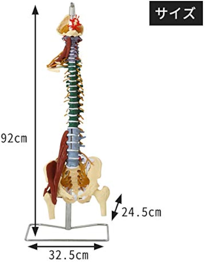Amazon.co.jp: 7ウェルネ 脊椎模型 人体模型 (主要筋 靭帯 神経 血管