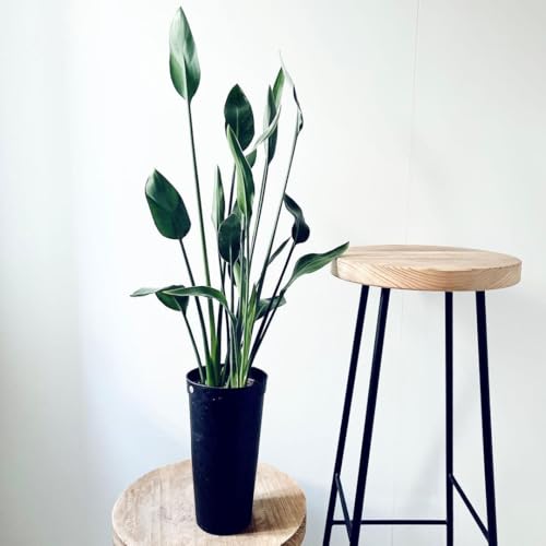 観葉植物 ストレリチア ノンリーフ」の人気商品一覧 | 安い商品を通販