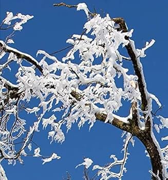 Amazon.com : Etivel China Rain Perfume Essence China Rain Perfume