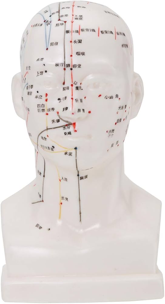 Amazon.co.jp: 頭部鍼灸模型20cm (中国語) [ 鍼灸経穴模型 人体模型