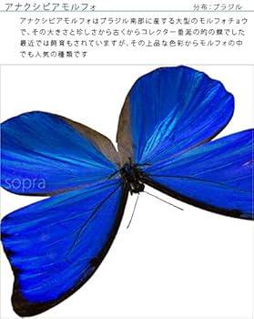 51iBUc3z52L._AC_UF350,