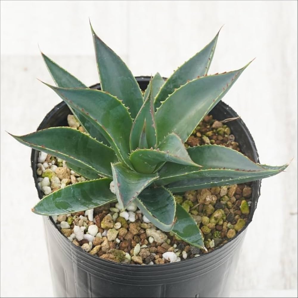 Amazon｜アガベ「ブルー・グロー」 3号ロングポット｜観葉植物