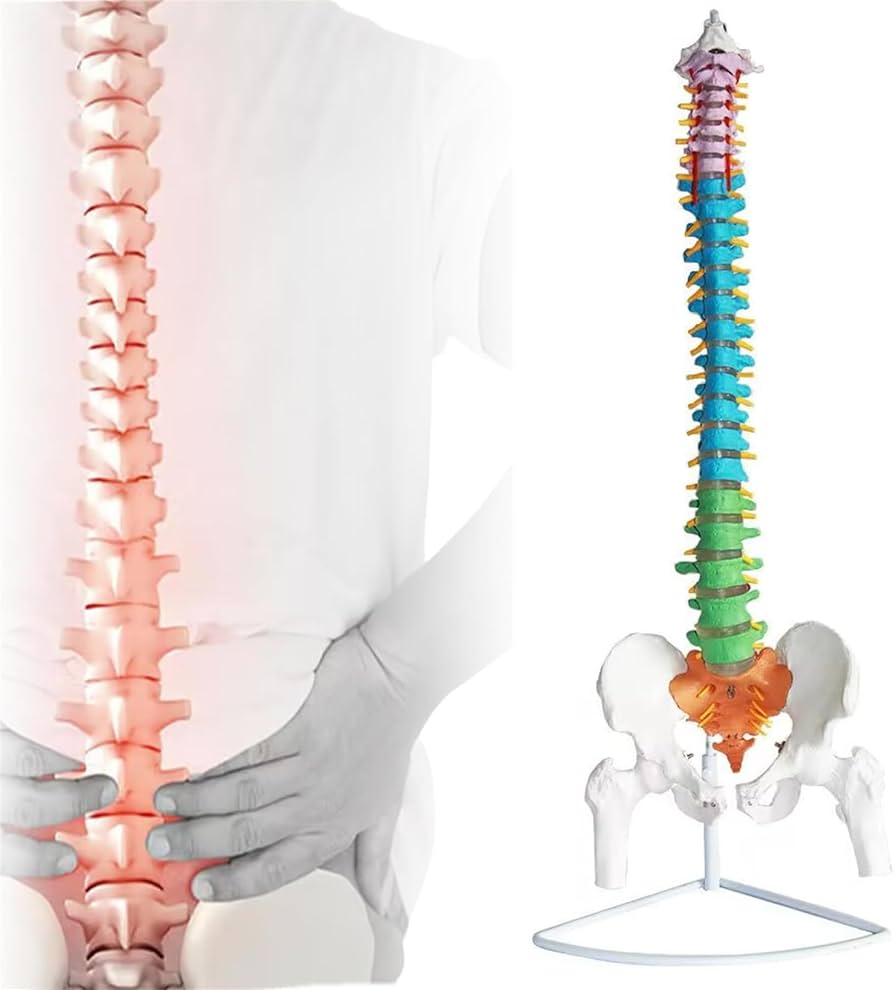 Amazon.co.jp: YHXSMYGS(ヨンシンガス) 実物大 脊髄骨盤模型 脊柱模型