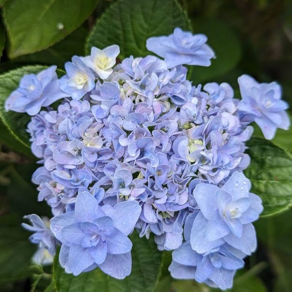 リピート紫陽花様2本モイスト1000 イオニート
