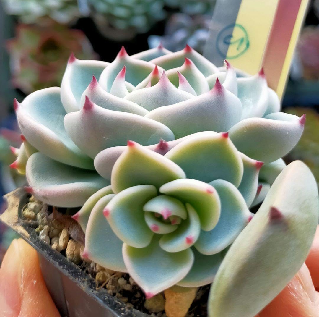 Amazon.co.jp: 札付き 円 まどか 多頭 ミックスベリア おらいさん苗