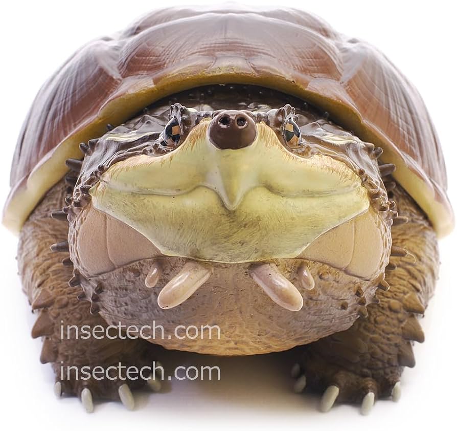 Amazon.co.jp: 【動物の惑星】チュウベイカミツキガメ フィギュア完成