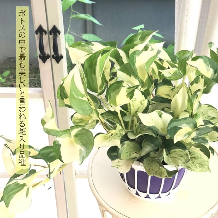 Amazon｜観葉植物 ポトス ステータス 5号 吊り鉢 吊り下げ ハンギング