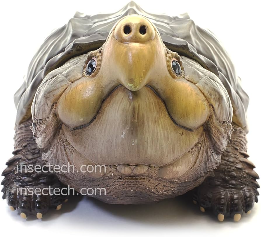 Amazon.co.jp: 【動物の惑星】ワニガメ フィギュア完成品