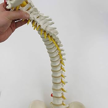 Amazon.co.jp: 脊柱模型 - 脊柱可動型モデル，大腿骨付 - 3B