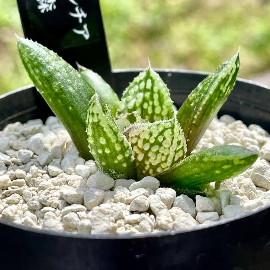 Amazon.co.jp: ハオルチア 闇の森 ハオルシア多肉植物 抜き苗発送