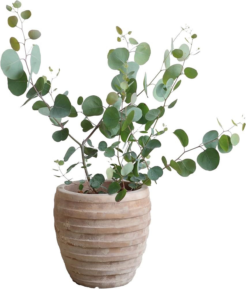 Amazon｜ユーカリ アンティークテラコッタ鉢植え 観葉植物 ベランダ