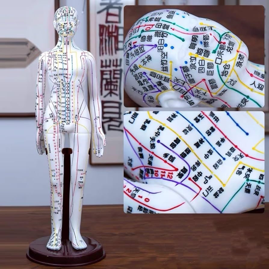 Amazon.co.jp: 鍼灸モデル鍼灸経絡モデル鍼灸モデル鍼灸経穴模型 人体
