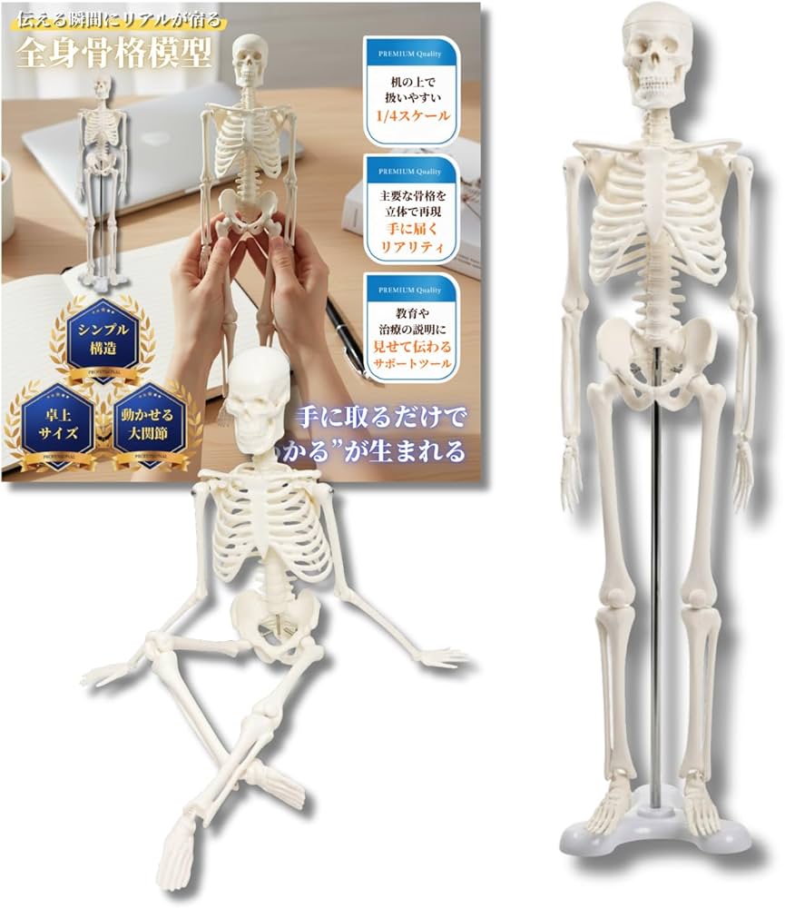 Amazon.co.jp: After7 1/4 全身 骨格模型 人体模型 ミニ 45cm 卓上