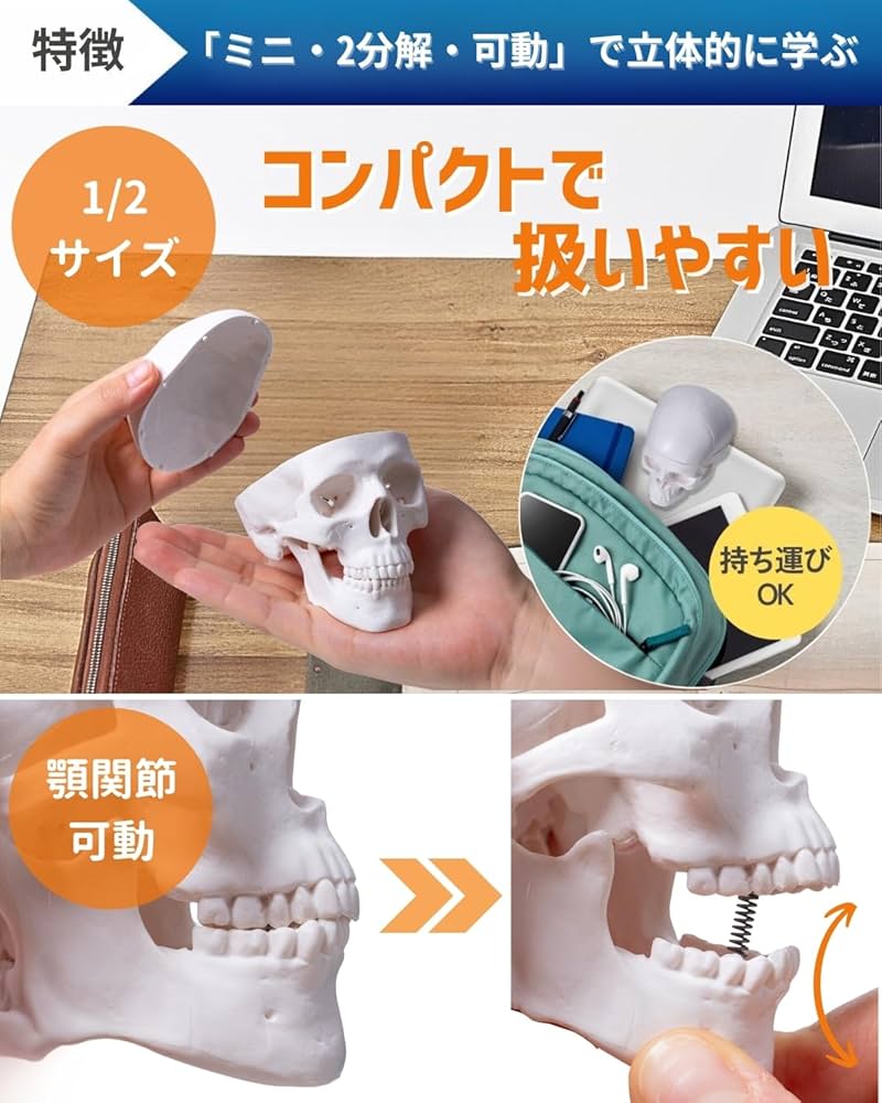 Amazon.co.jp: KIYOMARU 手のひらサイズのミニ頭蓋骨模型 人体模型