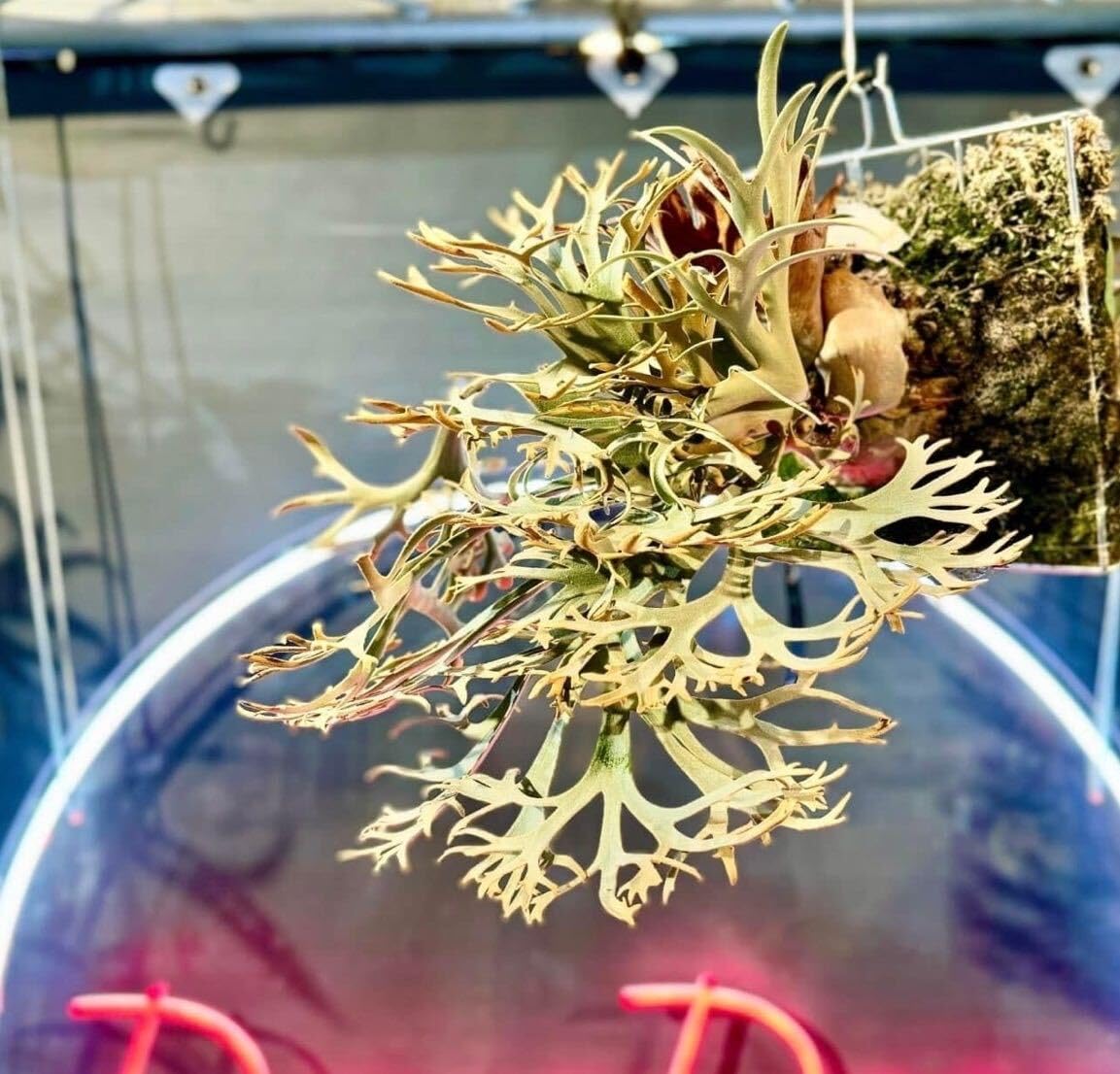 Amazon.co.jp: 金童 P.willinckii 'Golden boy' spored① ＠ビカ森wife