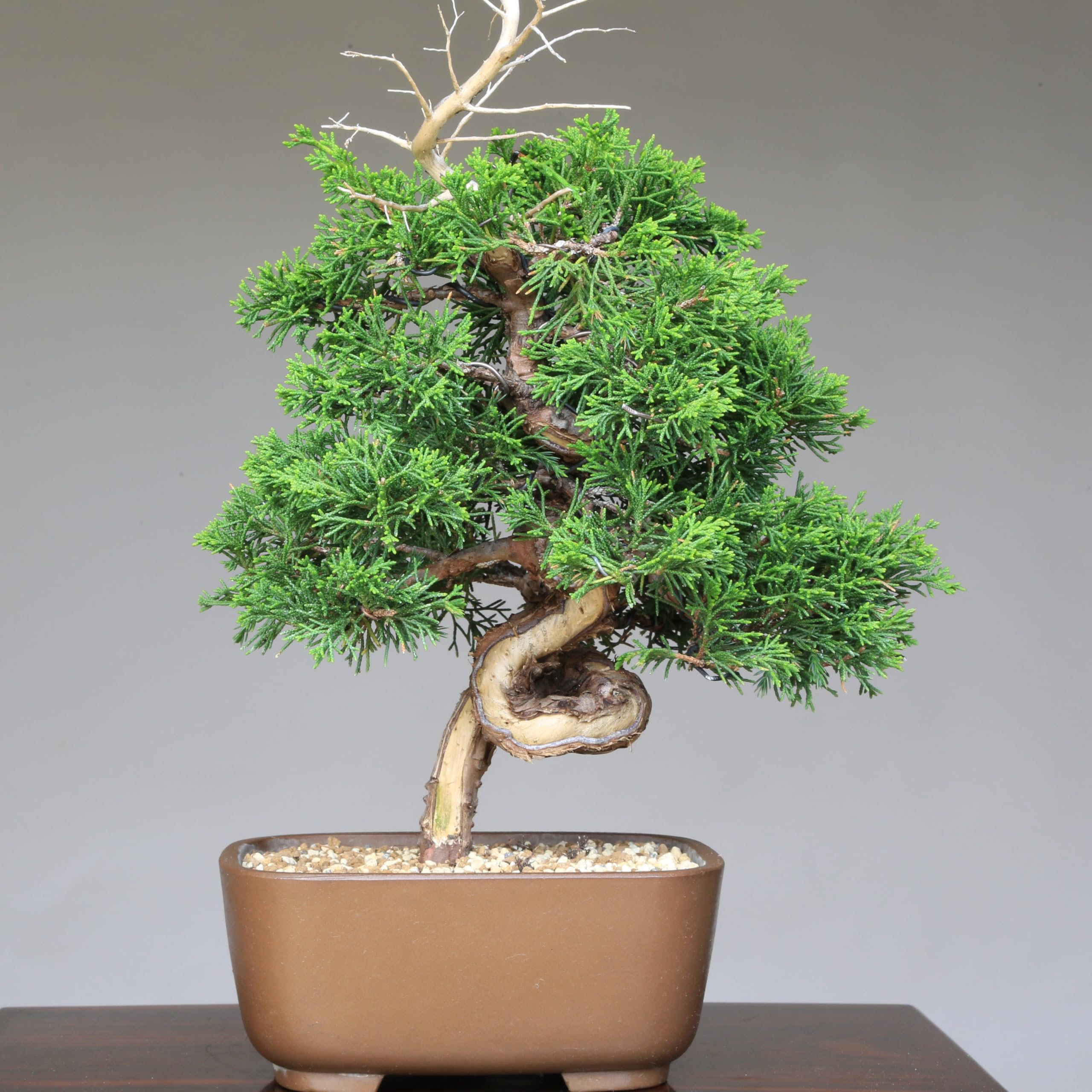 Amazon.co.jp: 糸魚川真柏（捻転幹・ジン・シャリ）小品盆栽 【泰寿園