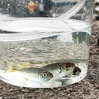 Amazon.co.jp: プロックス(Prox) 座れる超スケスケバケツ 13L(蓋付