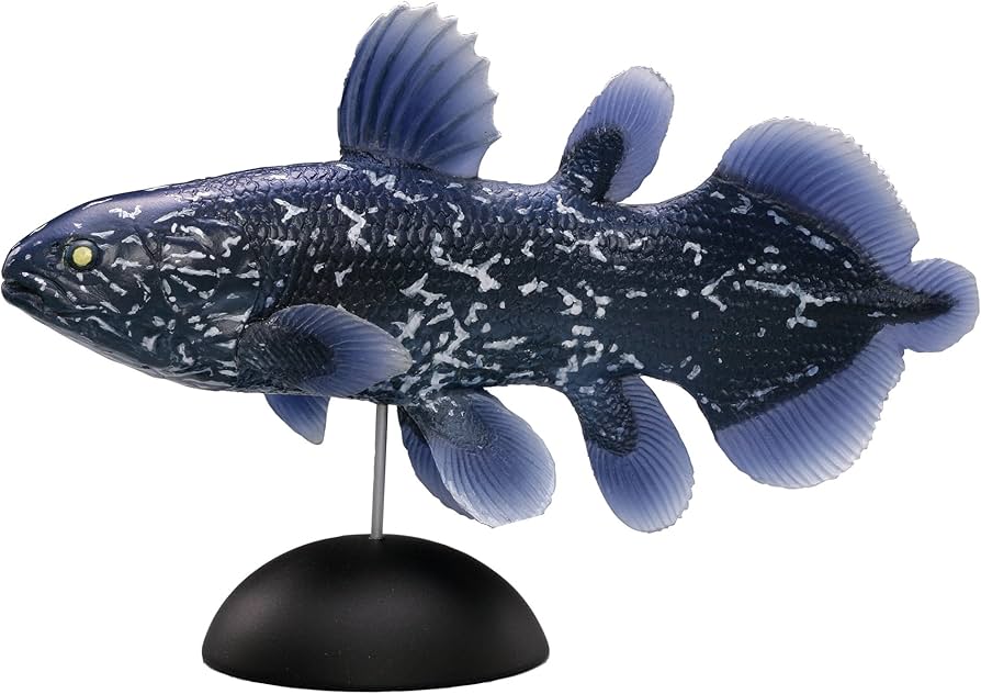 Amazon | 海洋堂 アクアテイルズ シーラカンス (幼魚) 約100mm ポリ