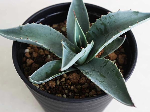 Amazon.co.jp: アガベ・オバティフォリア 3.5号鉢【品種で選べる多肉