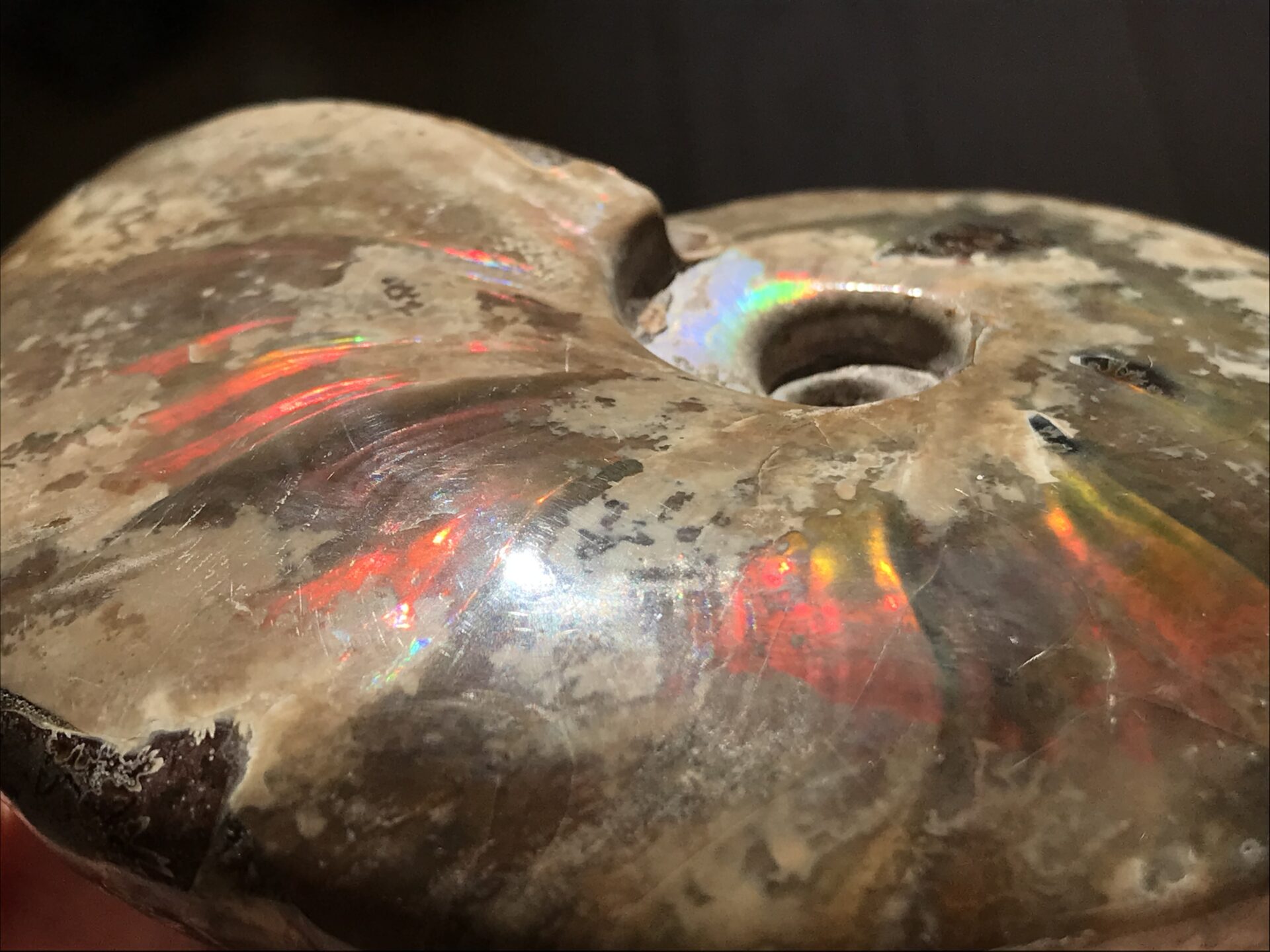 マダガスカル産 アンモナイト化石赤（クリオニセラス）中サイズ | 虹色