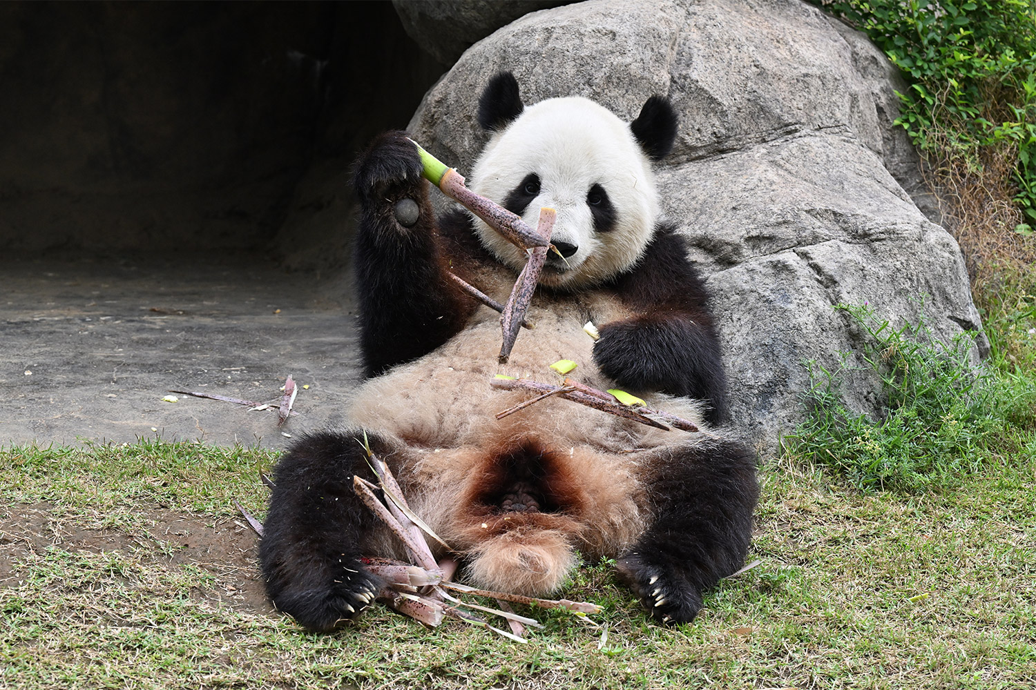 今日のパンダ（3840日目）