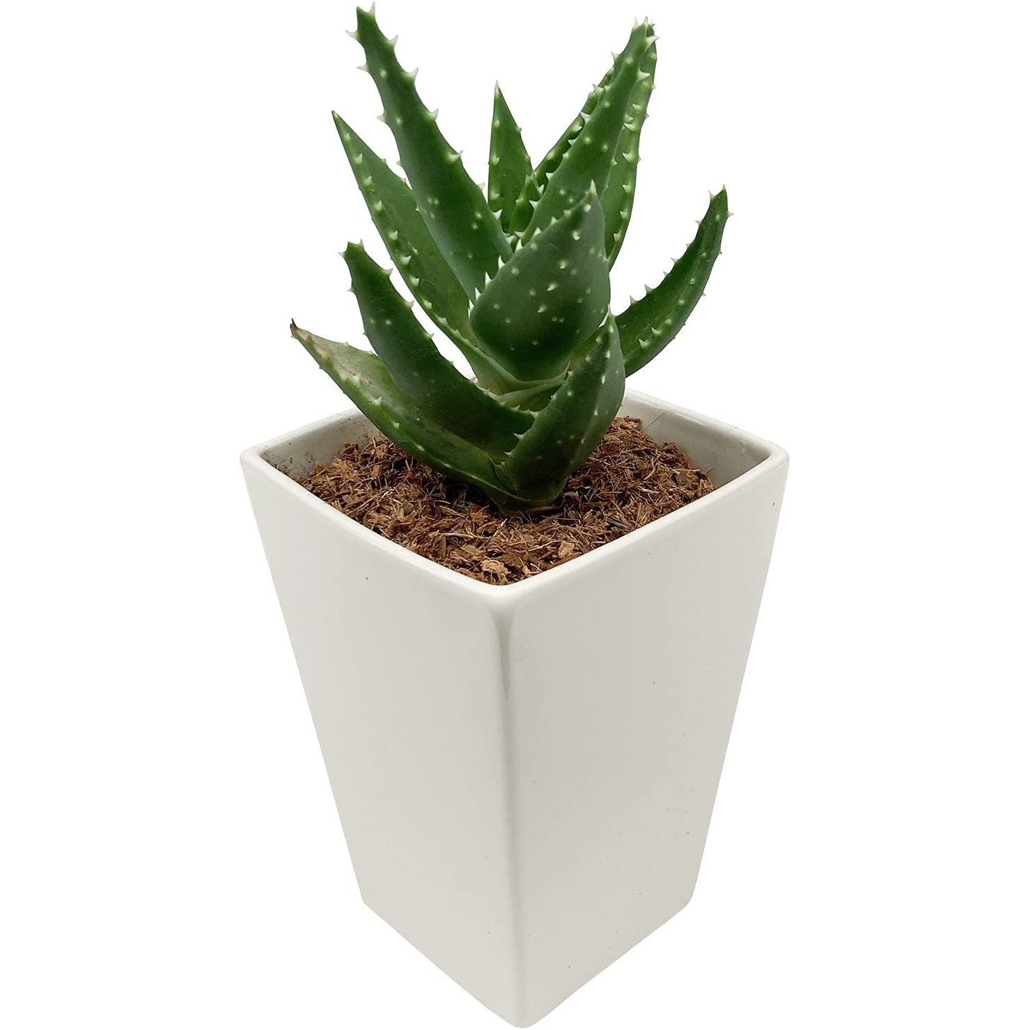 アロエ 不夜城 多肉植物 ロゼット インテリアミニ観葉植物 アロエ