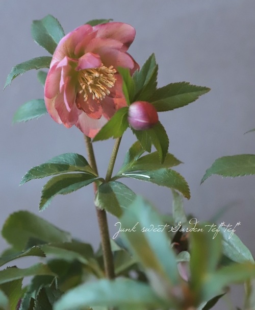 クリスマスローズ 『ピンク dd』 特大株 | すべての商品 | | Junk