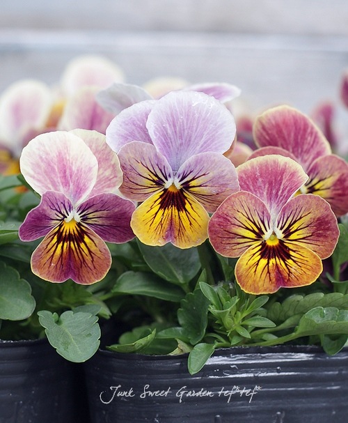 1_000000005265.jpg?1678209903