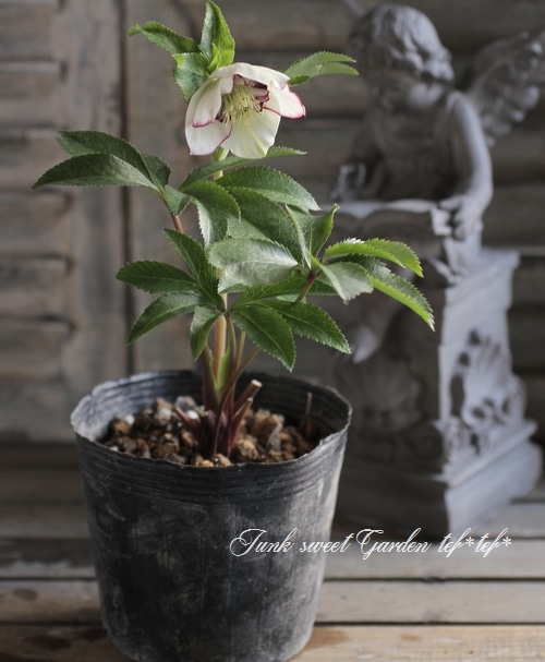 大和園・佐藤さん作出<BR>クリスマスローズ・開花株！5号鉢<BR