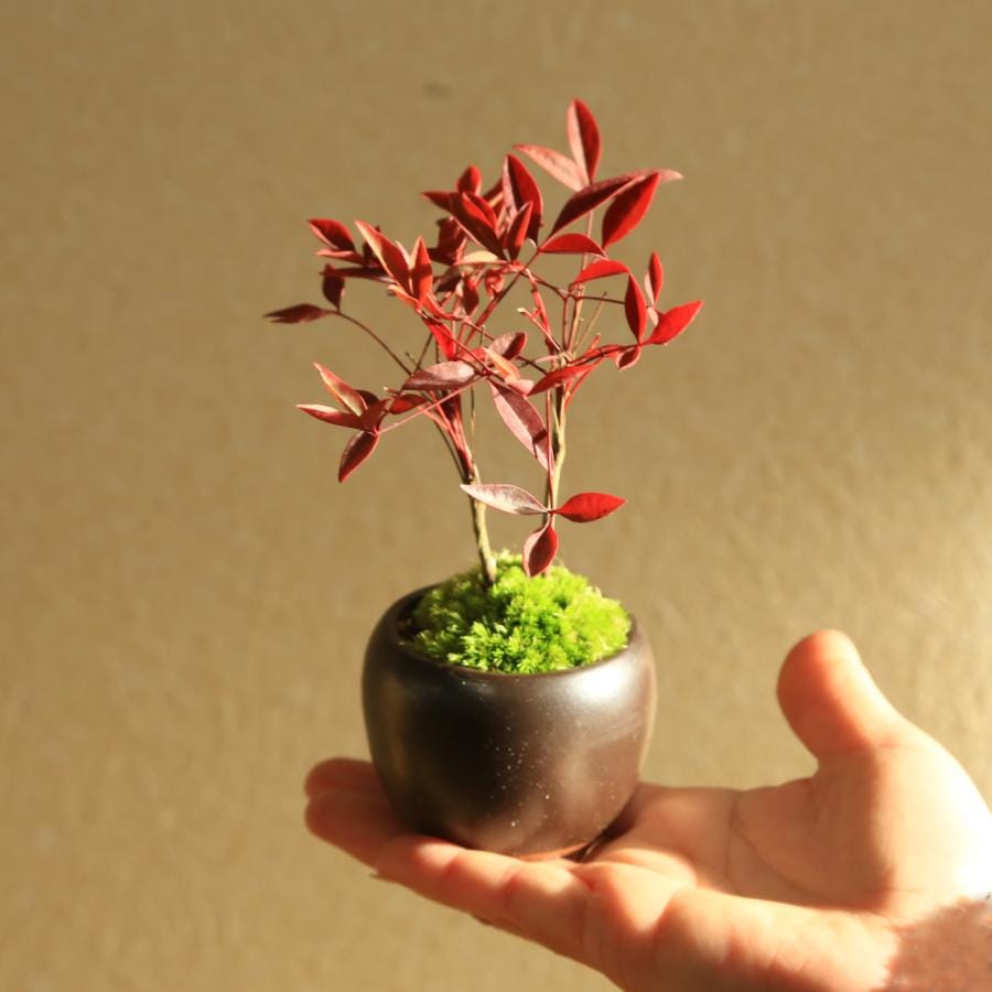 プチ盆栽：南天* 苔付き 丸陶器鉢 bonsai | ミニ・小品盆栽 | 遊恵盆栽