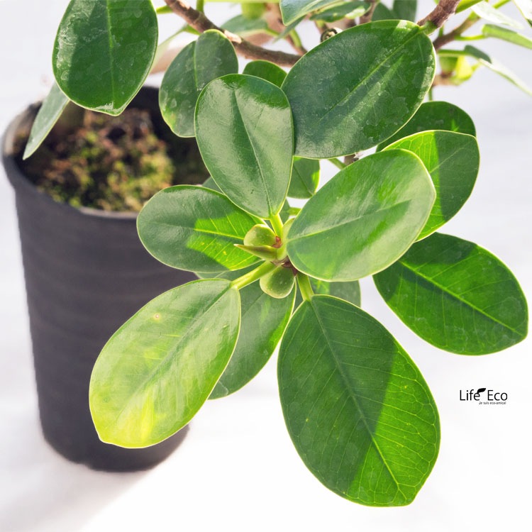 観葉植物 パンダガジュマル（盆栽仕立） / 2.5寸・約H30cm