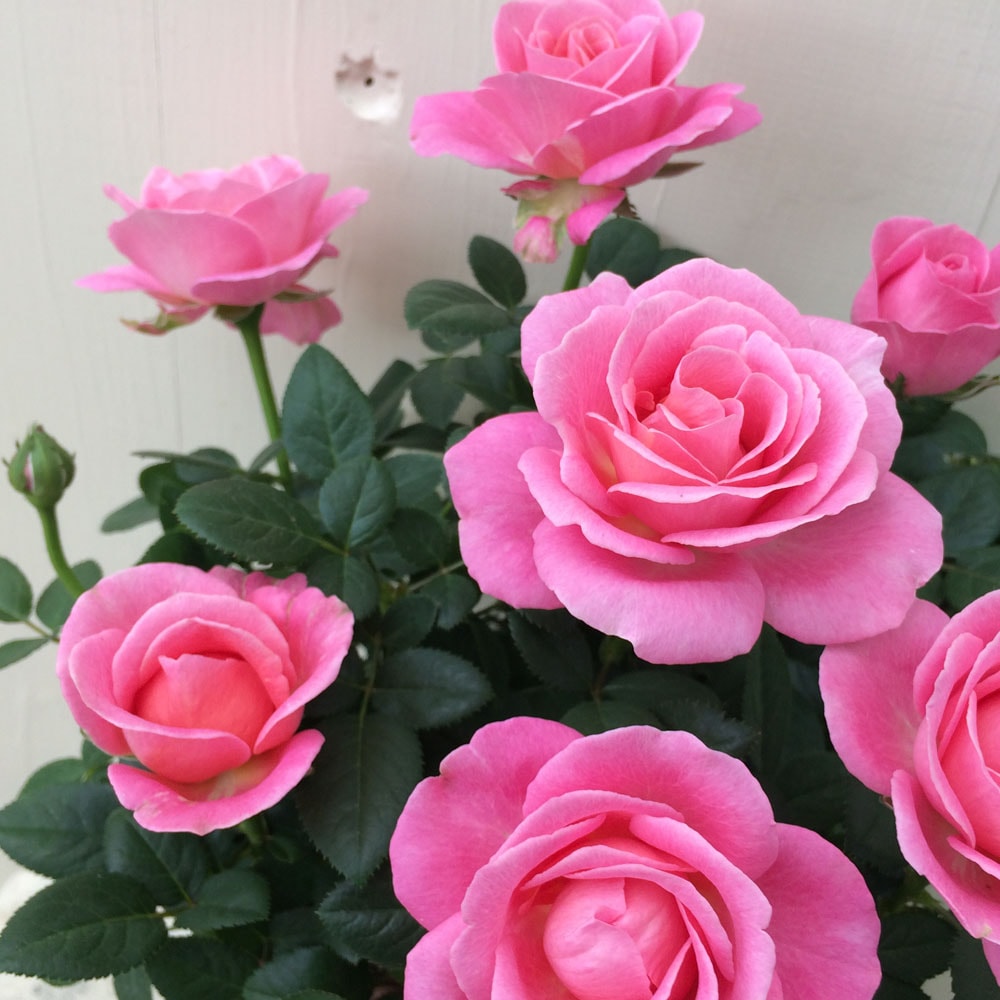 中大輪】ピンク・インフィニティ (旧名称：ダークピンク