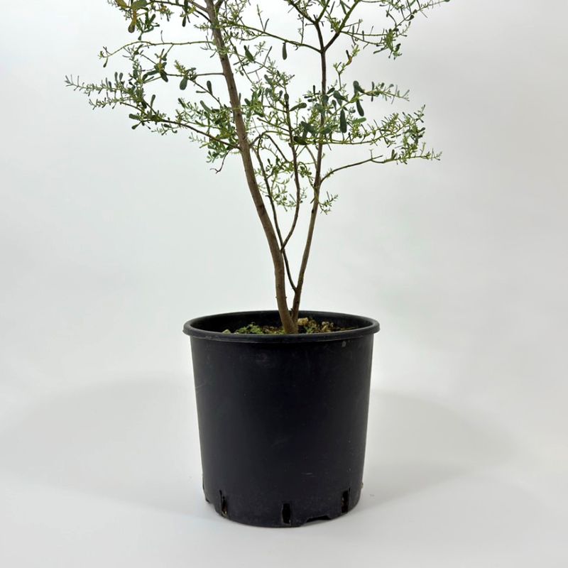 ユーカリ グニー フランスブルーレンガン 観葉植物 greenery