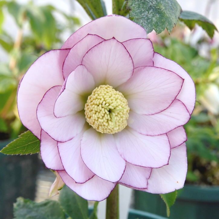 草花,クリスマスローズの購入なら赤塚植物園オンライン 花の音｜花苗