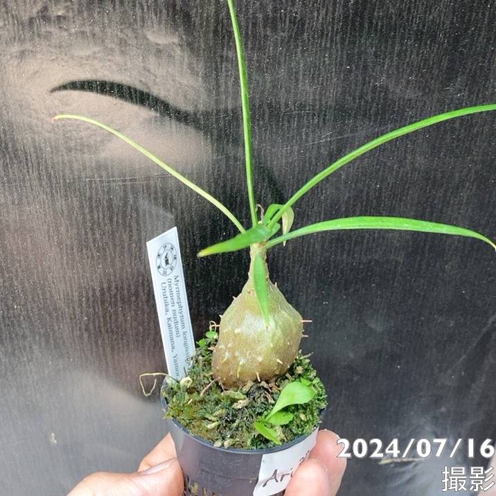 現品お届け】アリ植物 ミルメフィツム Myrmephytum longissimum（nomen