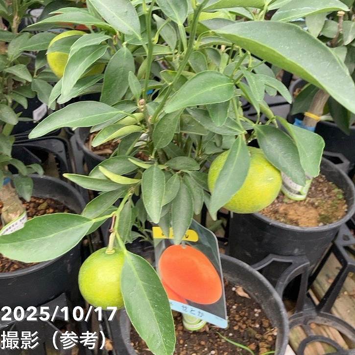 実付き＞みかん せとか 6号 2年生 PVP｜柑橘｜果樹04-PA | 果樹,柑橘