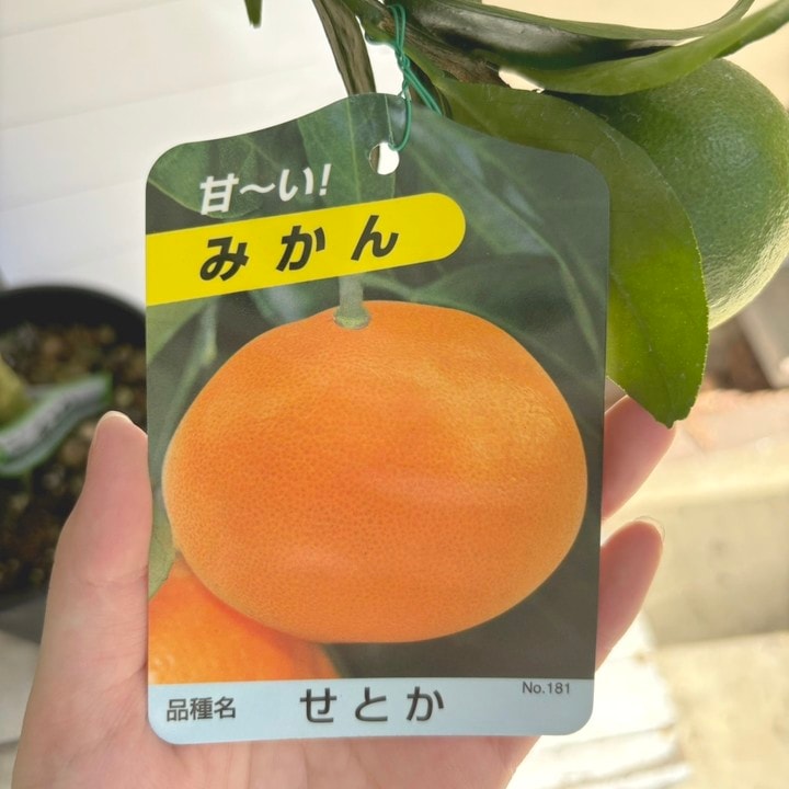 実付き＞みかん せとか 6号 2年生 PVP｜柑橘｜果樹04-PA | 果樹,柑橘